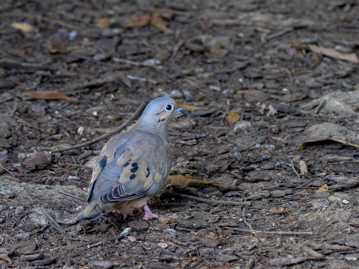 Eared Dove - ML638992515