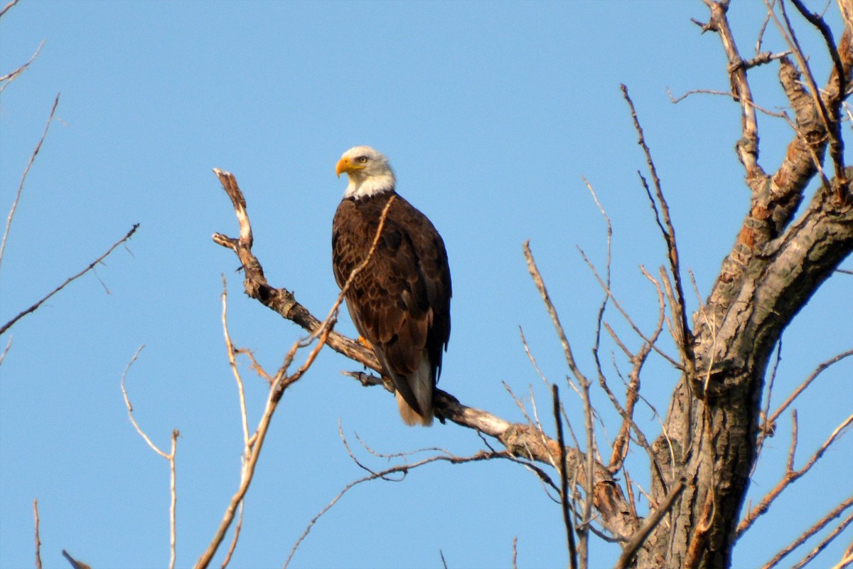 Bald Eagle - ML638992527