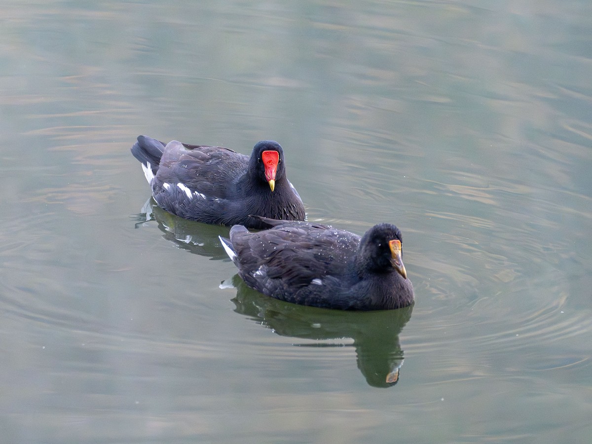 Common Gallinule - ML638992564