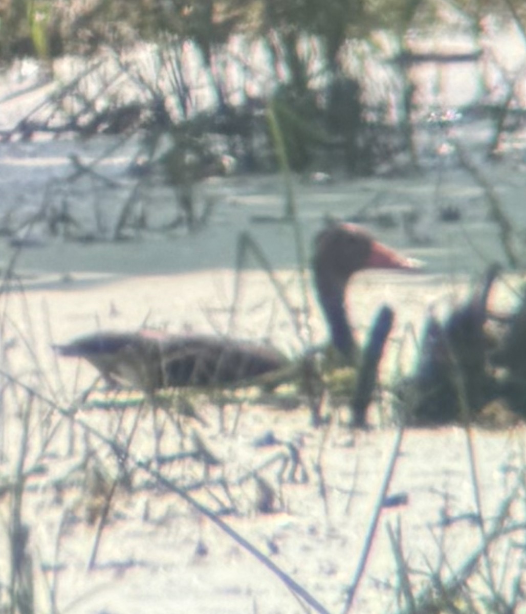 Black-bellied Whistling-Duck - ML638992569