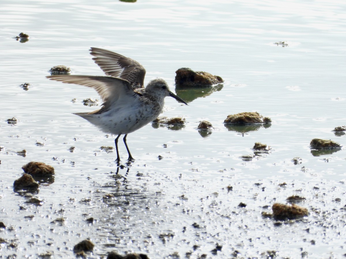 Bergstrandläufer - ML638992600