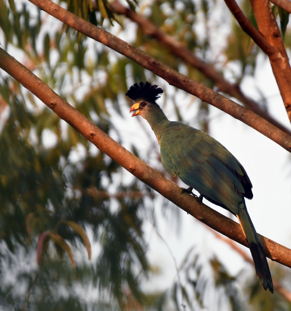 Great Blue Turaco - ML638992614