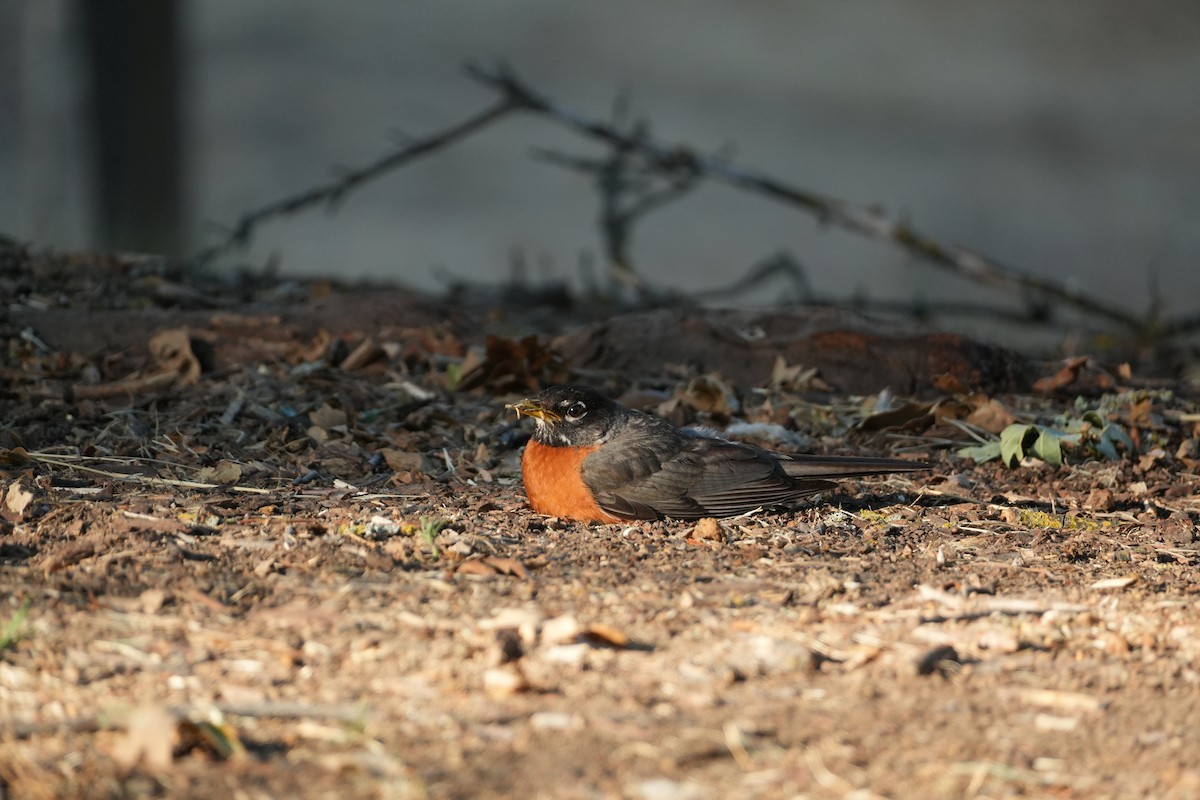 Zozo papargorria - ML638992619