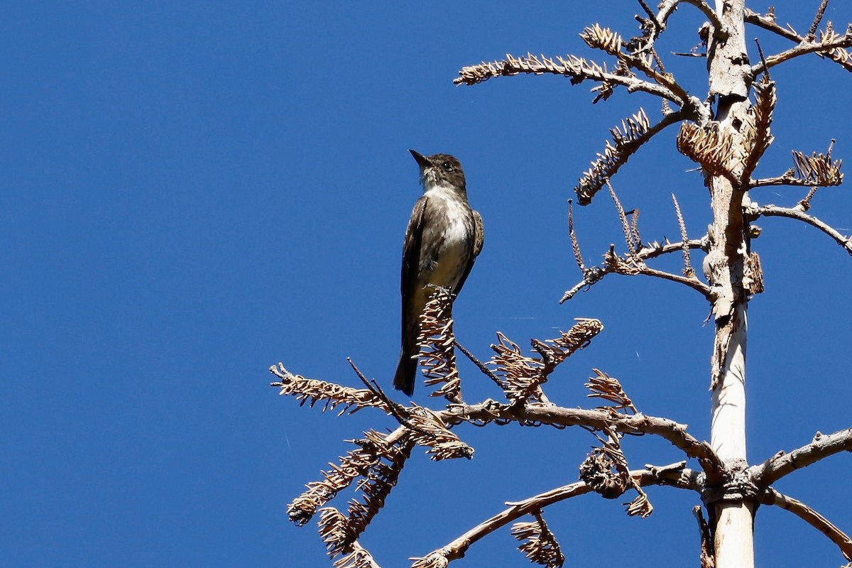Olive-sided Flycatcher - ML638992627