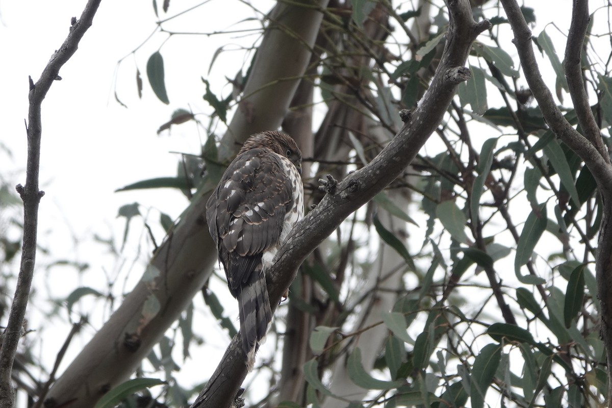 Cooper's Hawk - ML638992630
