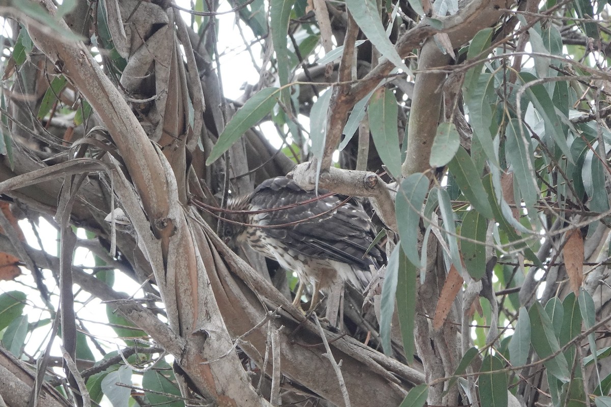 Cooper's Hawk - ML638992632