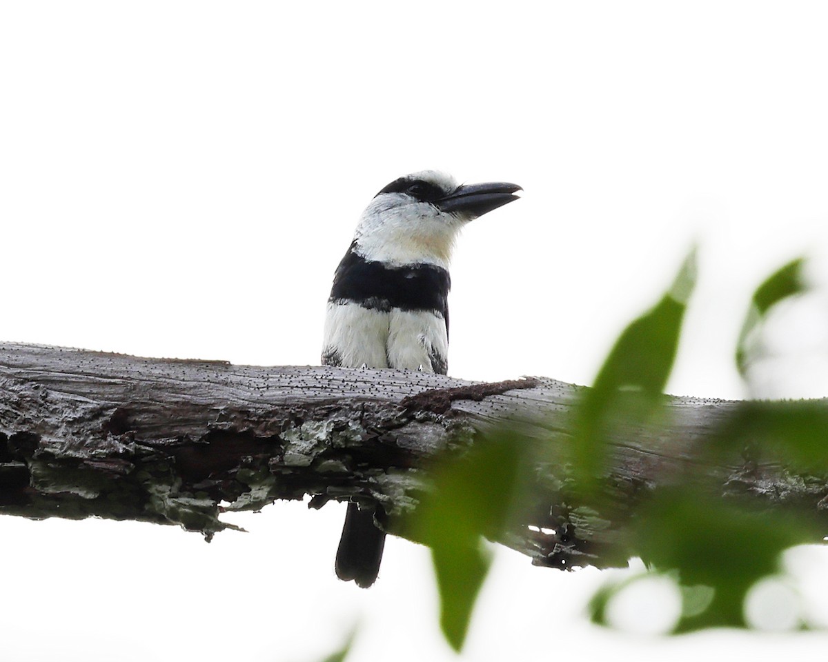 White-necked Puffbird - ML638992638