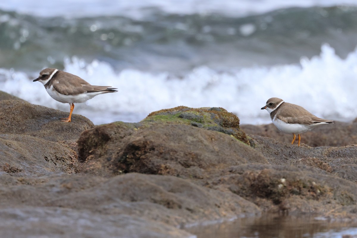 Semipalmated Plover - ML638992656