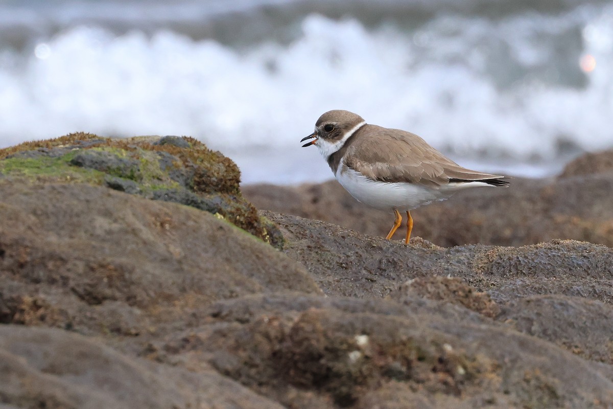 Semipalmated Plover - ML638992662