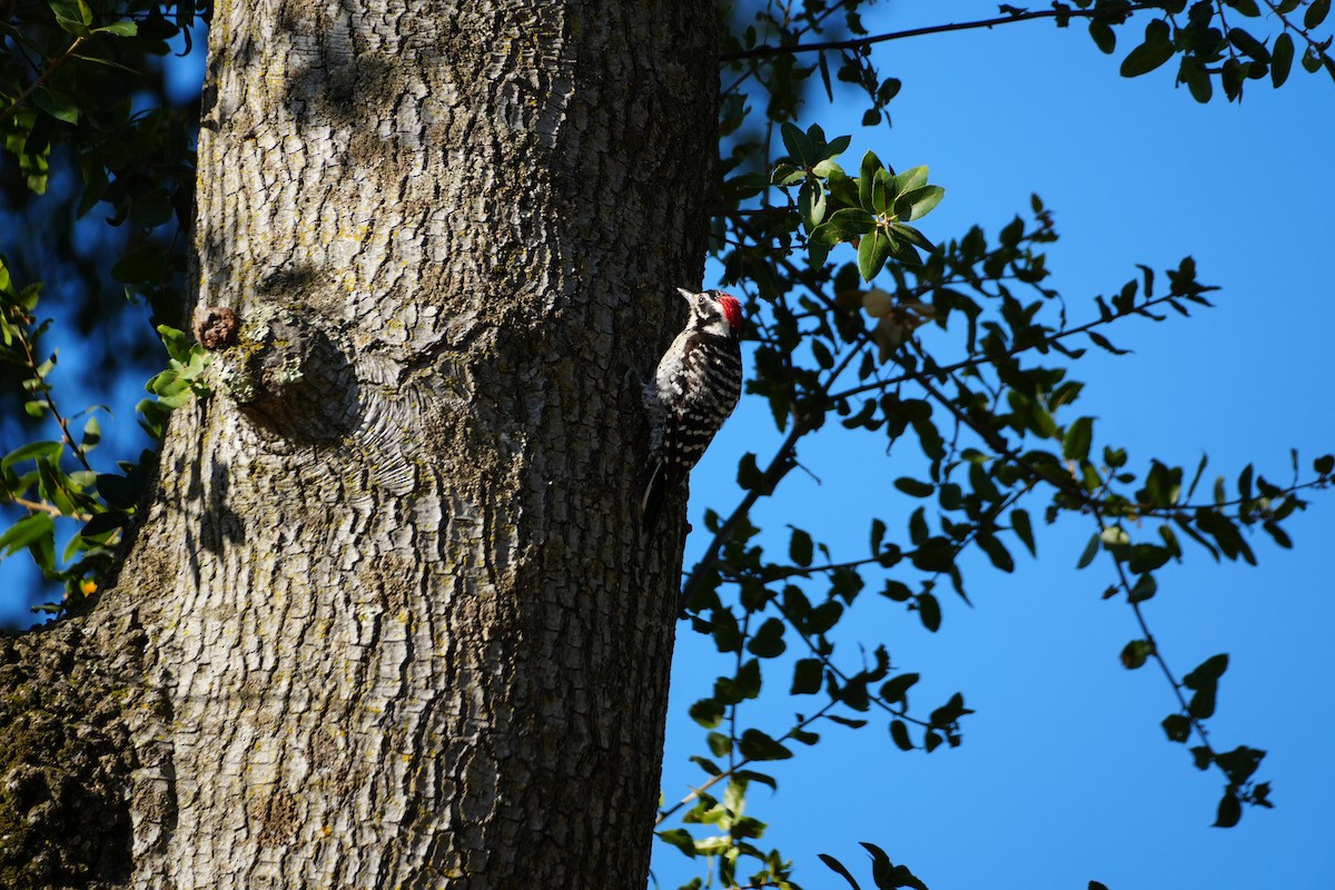 Nuttall's Woodpecker - ML638992669
