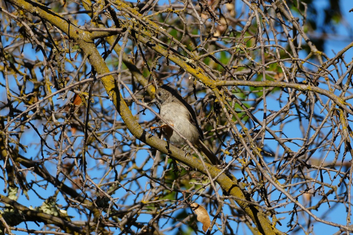 Oak Titmouse - ML638992679