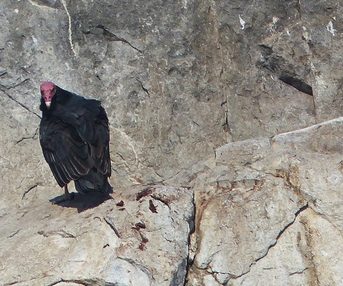 Turkey Vulture - ML638992691