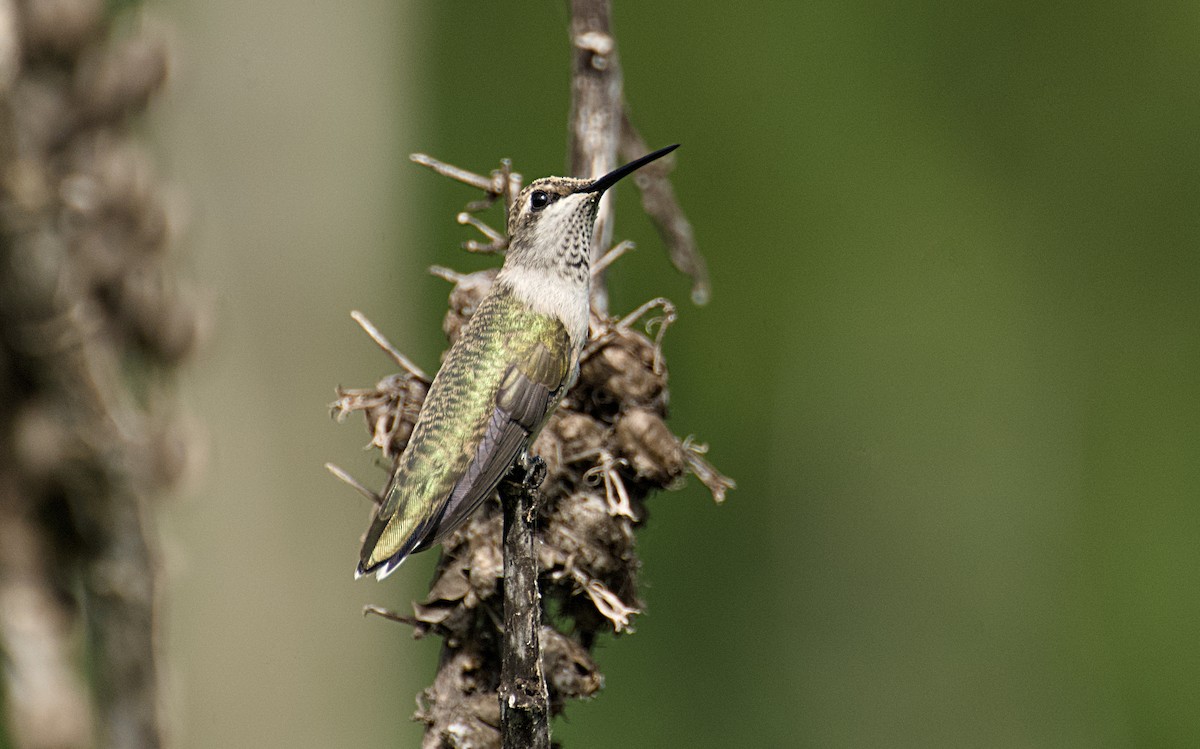 Kara Boğazlı Kolibri - ML638992695