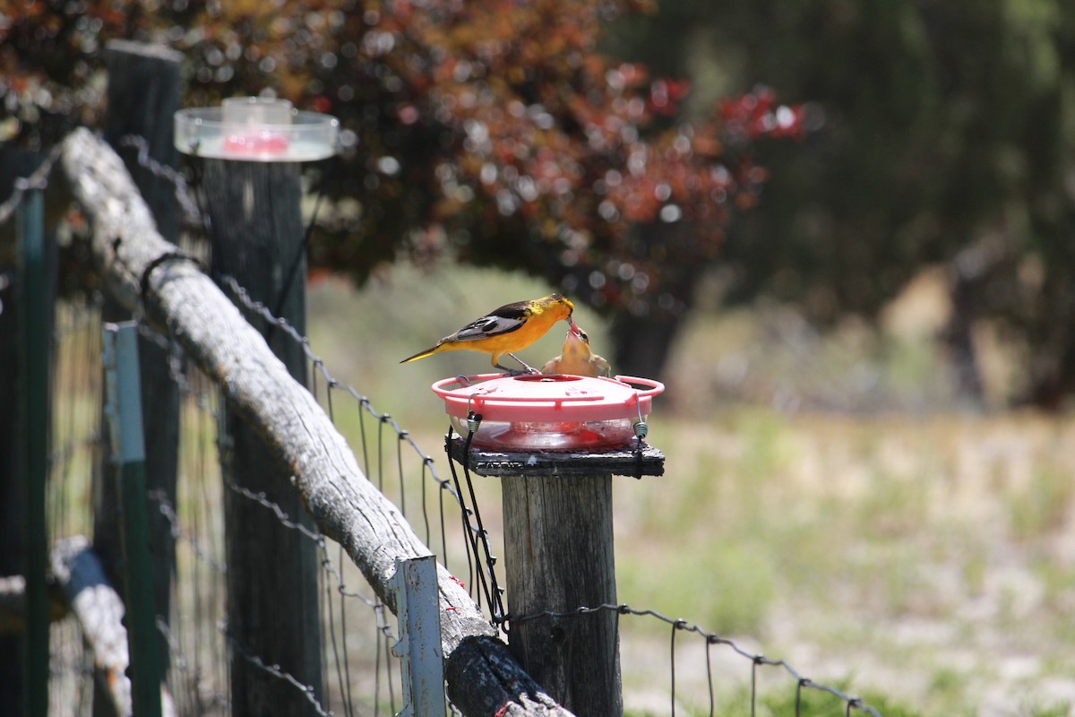 Oriole de Bullock - ML638992758