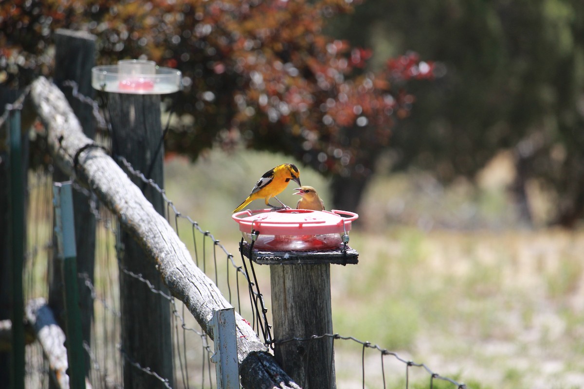 Oriole de Bullock - ML638992759