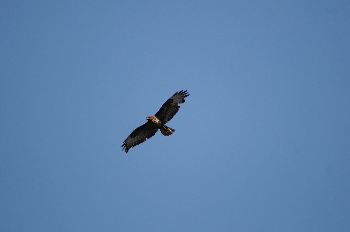Common Buzzard - ML638992761