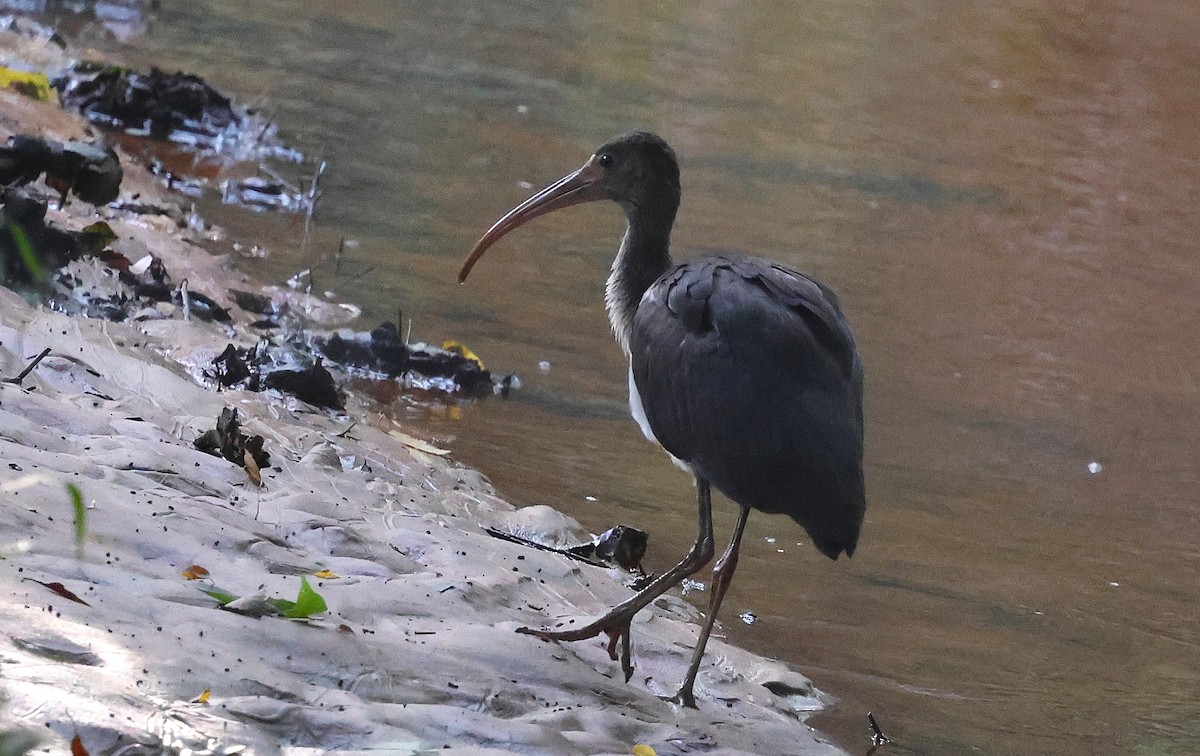 White Ibis - ML638992769