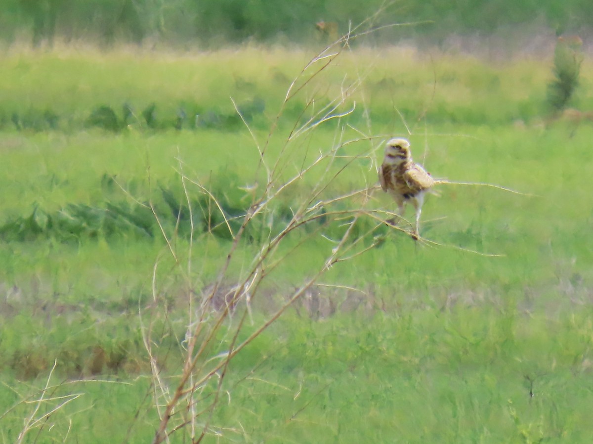 Burrowing Owl - ML638992770