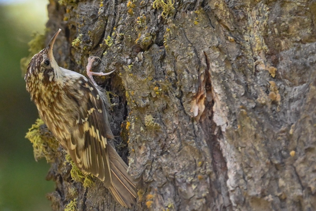 Brown Creeper - ML638992774