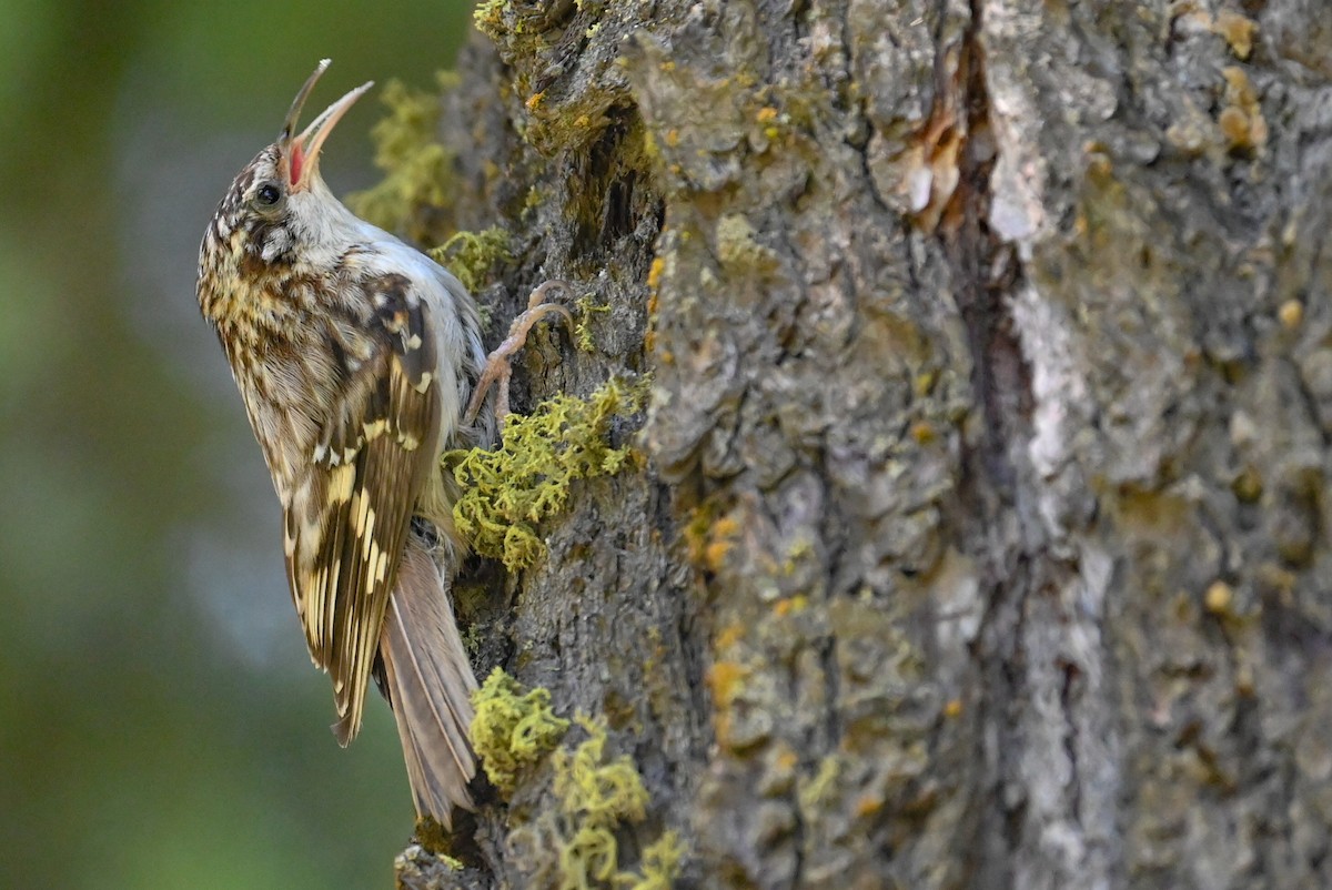 Brown Creeper - ML638992775