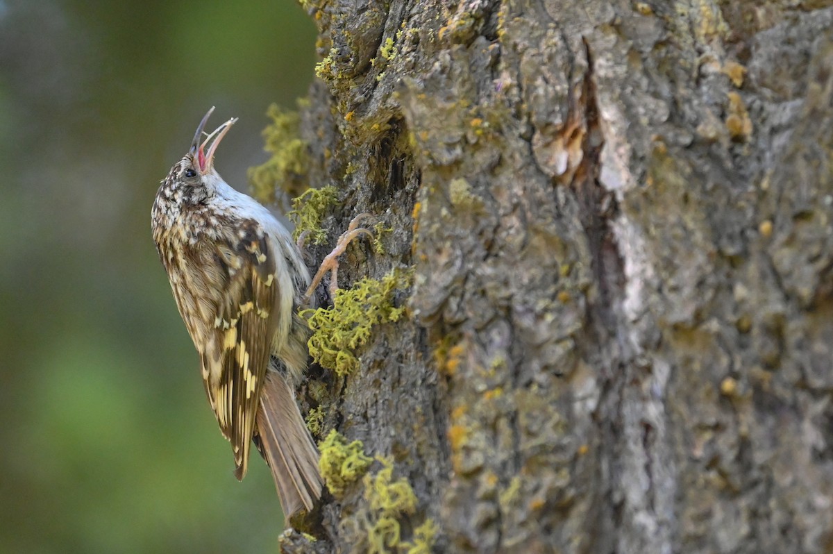 Brown Creeper - ML638992777