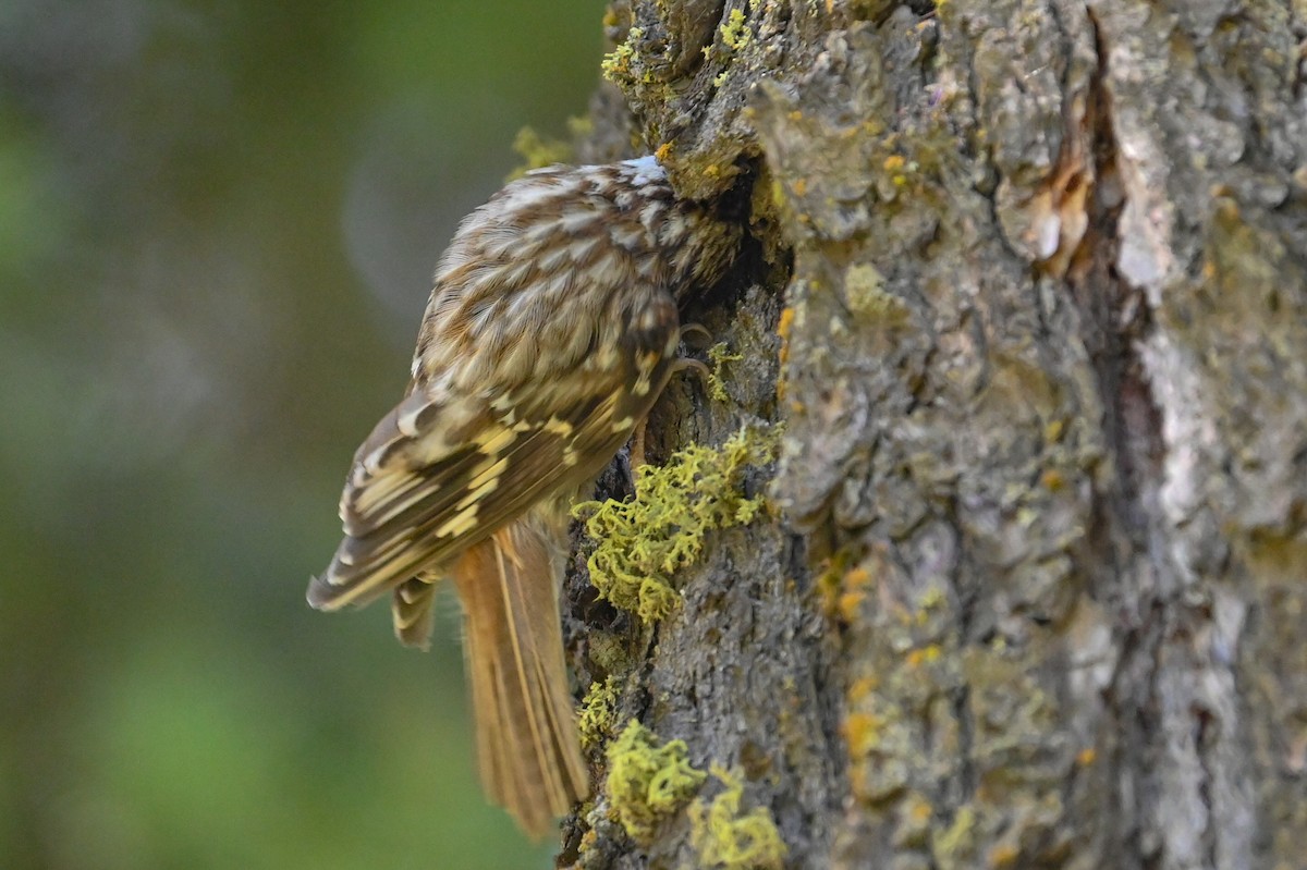 Brown Creeper - ML638992778