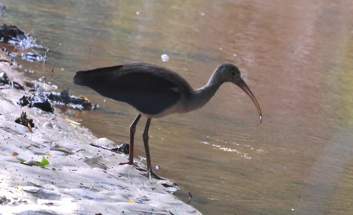 White Ibis - ML638992786