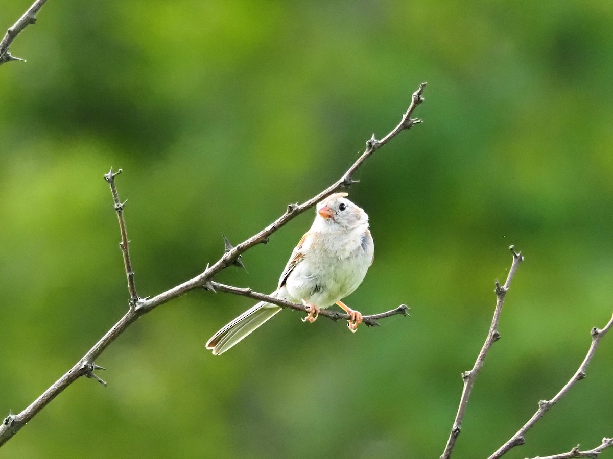 Field Sparrow - ML638992789
