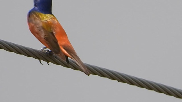 Painted Bunting - ML638992796