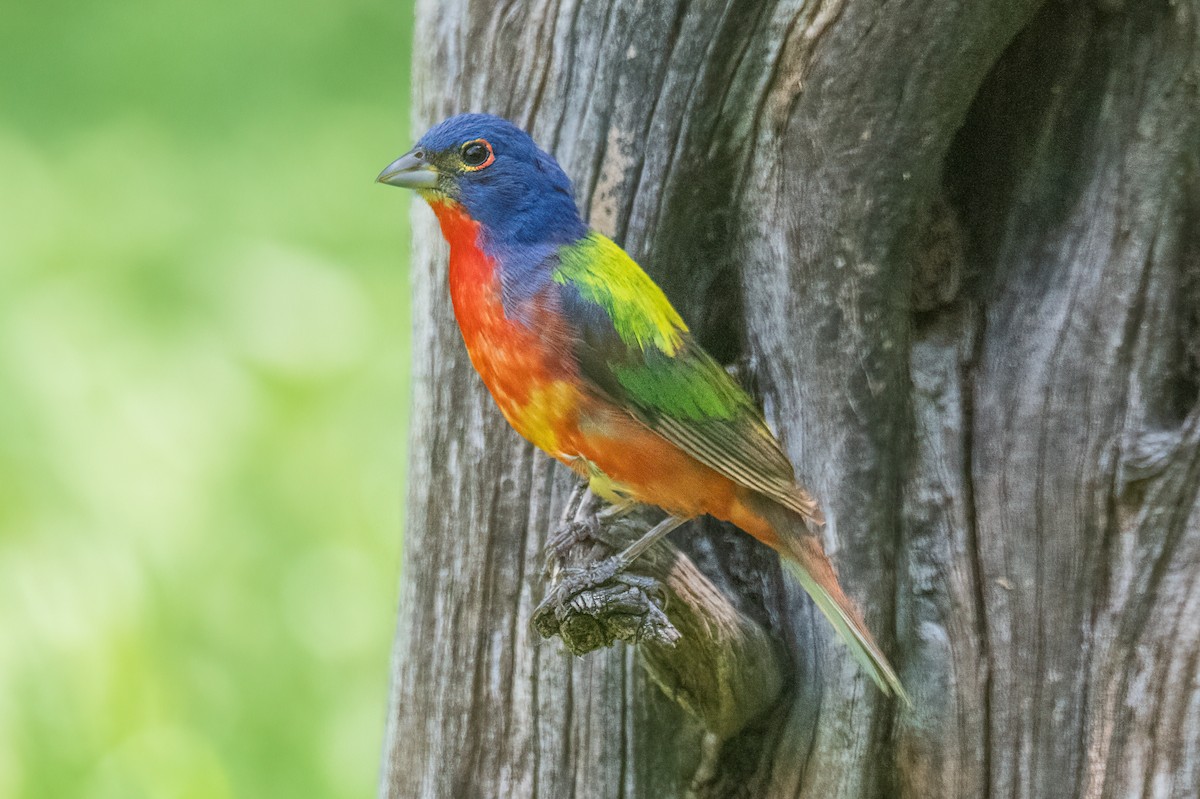 Boyalı Çinte - ML638992825