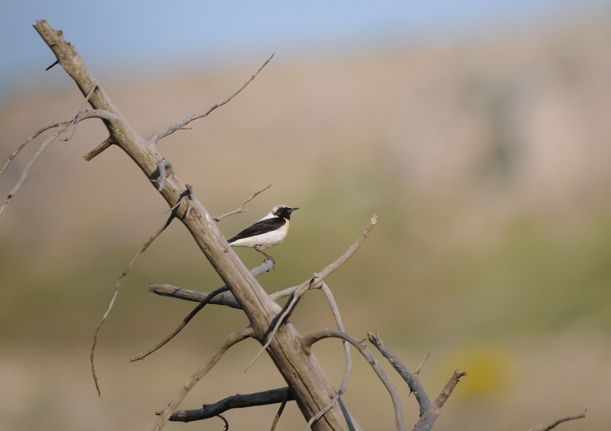 bělořit škraboškový - ML638992842