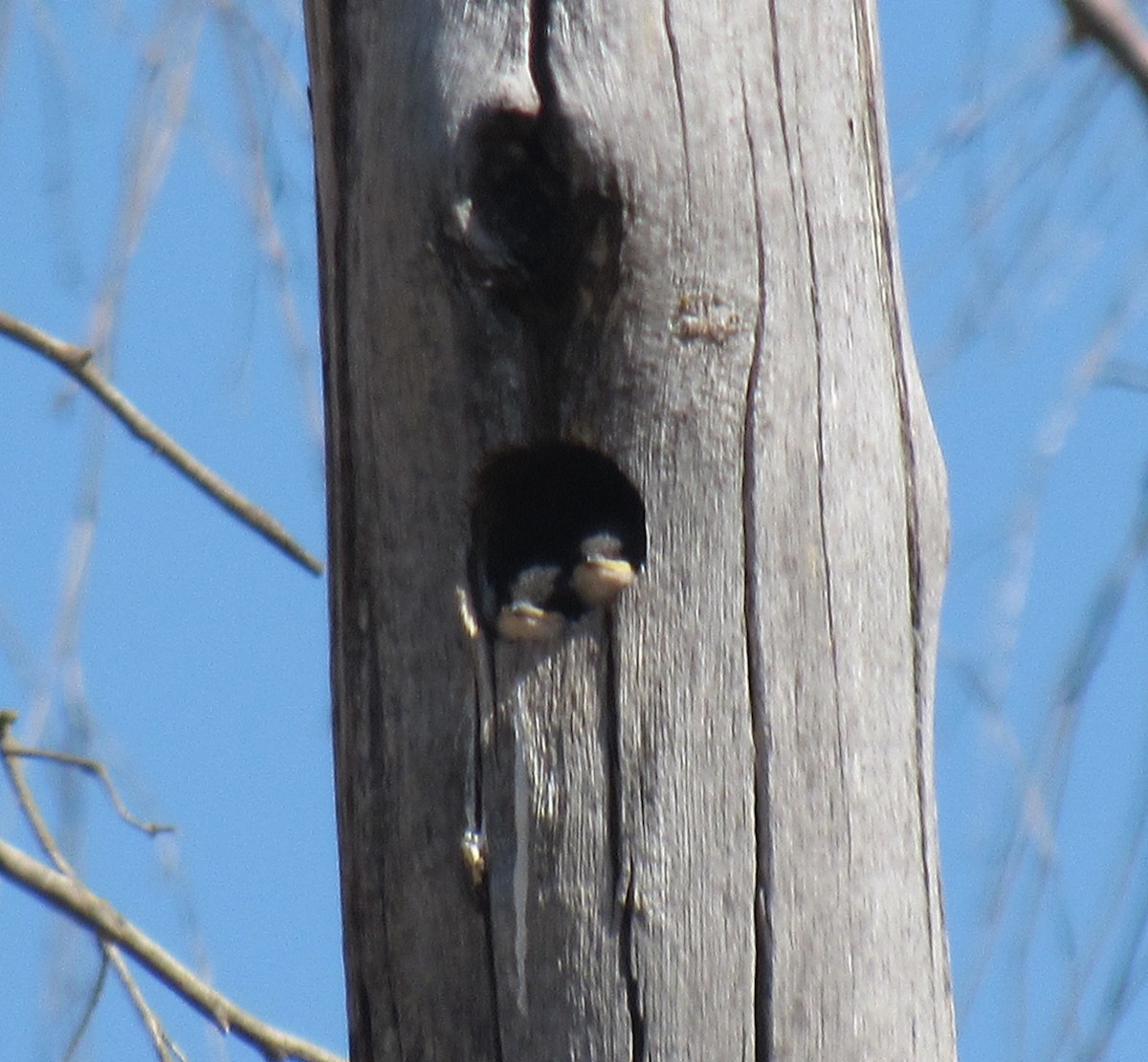 Tree Swallow - ML638992852