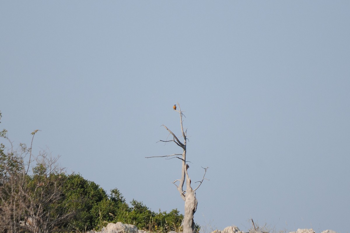 skalník zpěvný - ML638992868