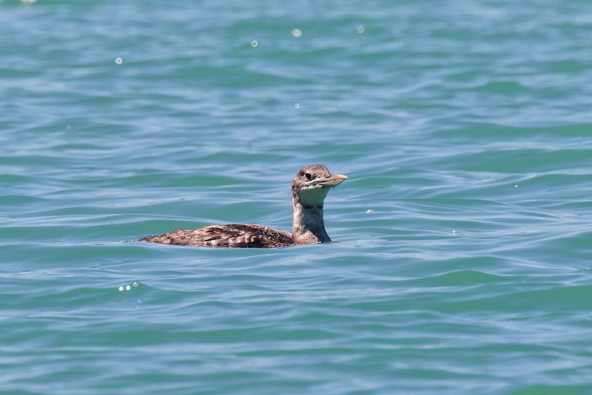 Yellow-billed Loon - ML638992870