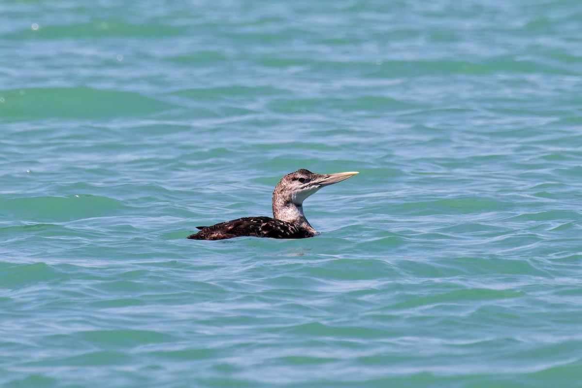 Yellow-billed Loon - ML638992871
