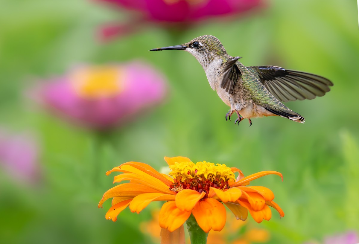 Ruby-throated Hummingbird - ML638992890