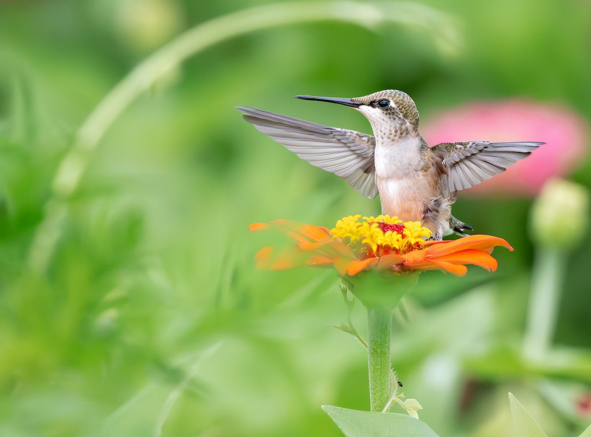 Ruby-throated Hummingbird - ML638992891