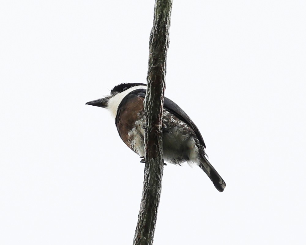 Brown-banded Puffbird - ML638992894