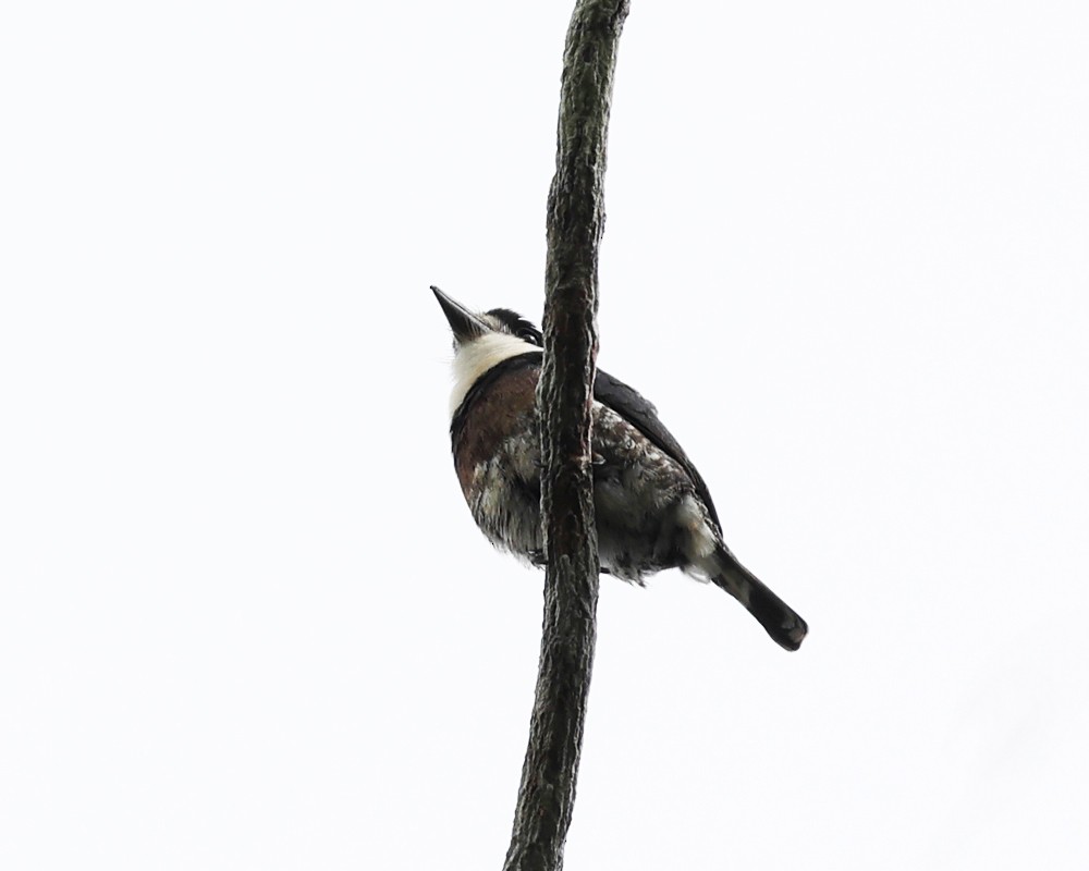 Brown-banded Puffbird - ML638992897