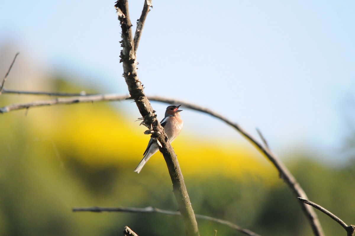 pěnkava obecná - ML638992909