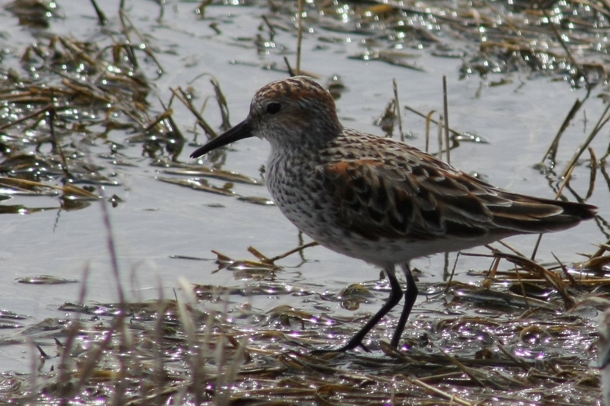 Western Sandpiper - ML63899291