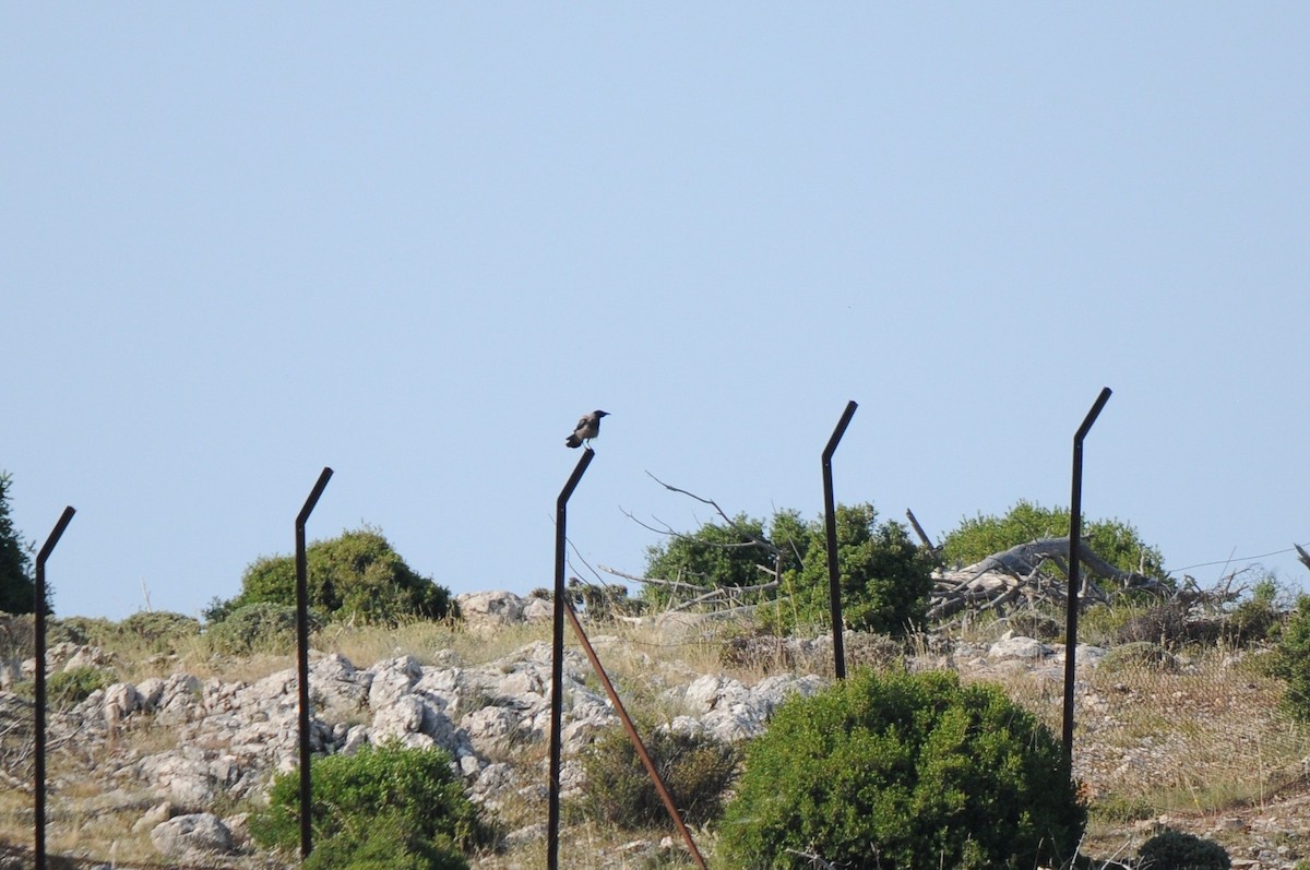 vrána šedá - ML638992915