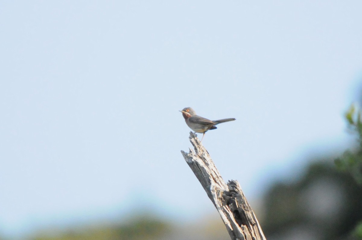 pěnice vousatá - ML638992919