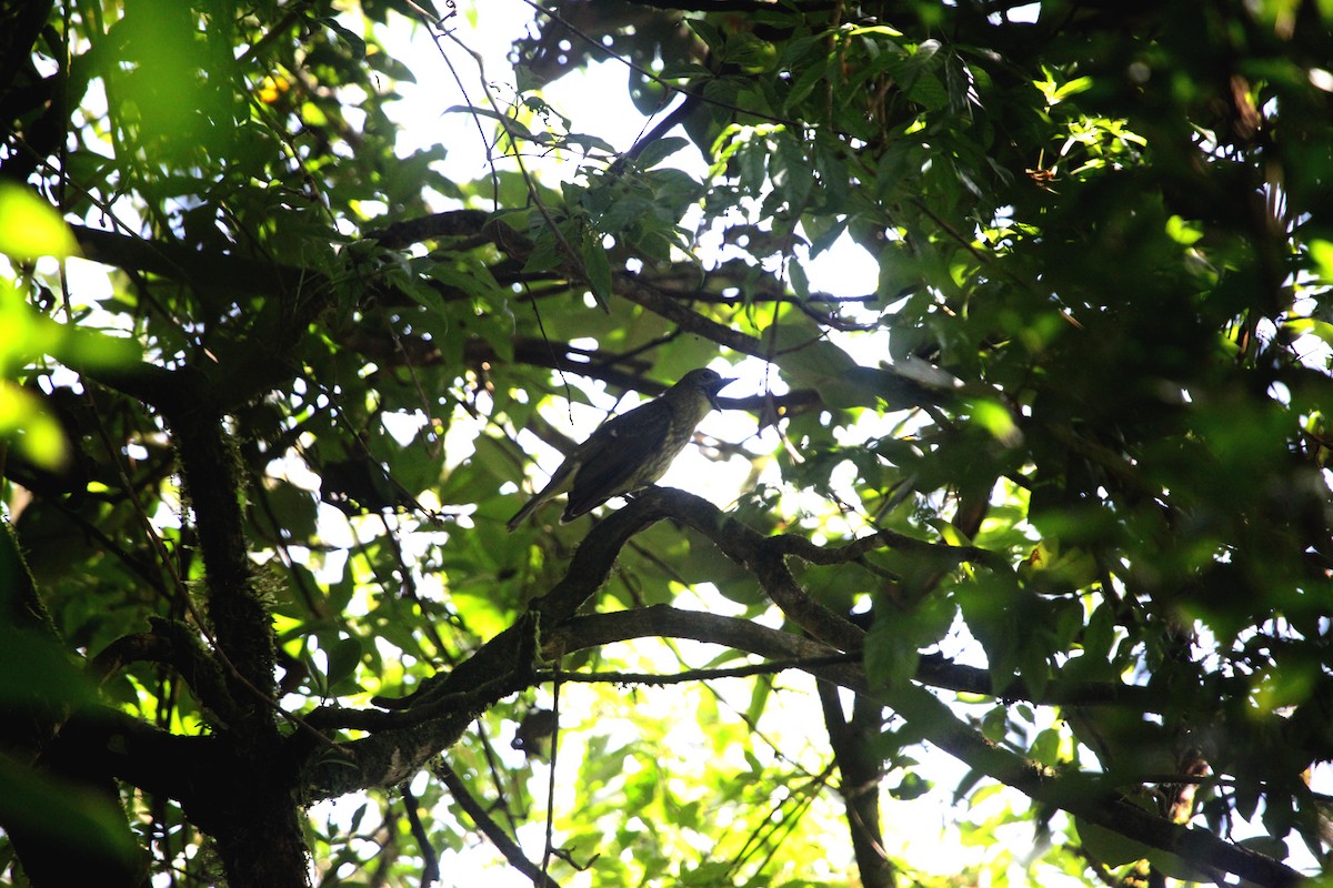 Three-wattled Bellbird - ML638992927