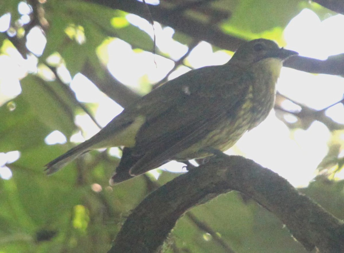 Three-wattled Bellbird - ML638992928