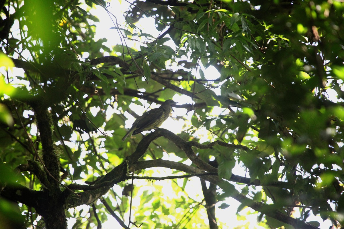Three-wattled Bellbird - ML638992929
