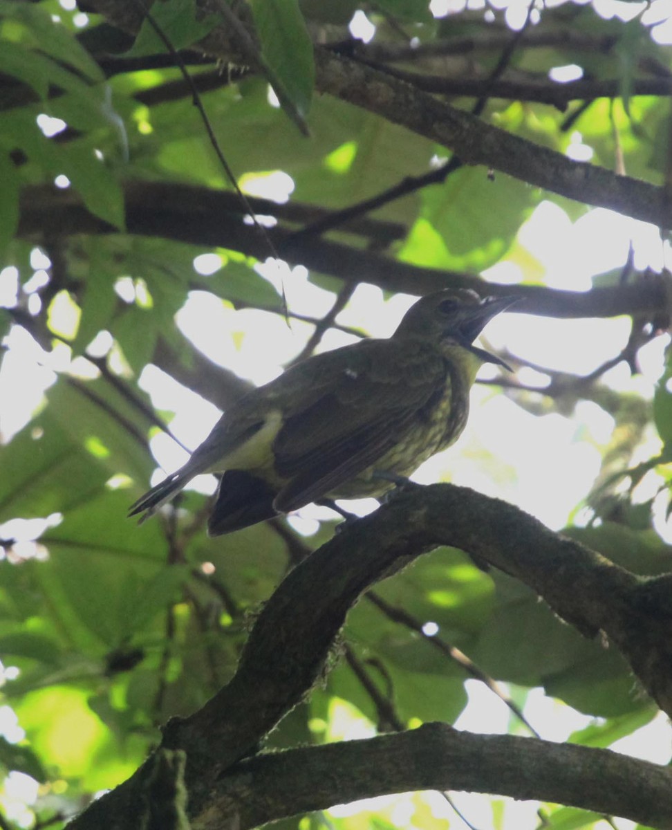 Three-wattled Bellbird - ML638992930