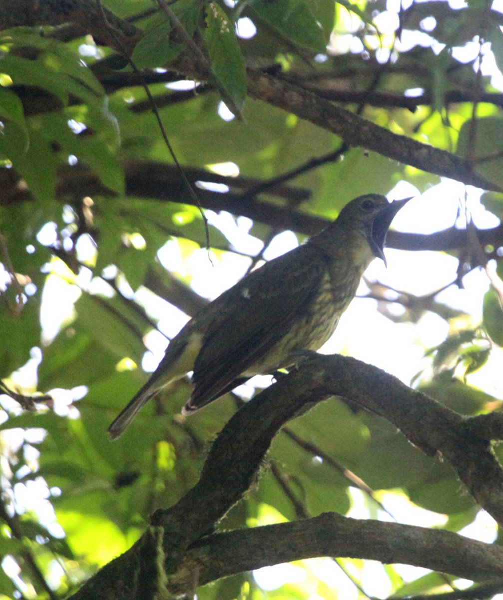 Three-wattled Bellbird - ML638992931
