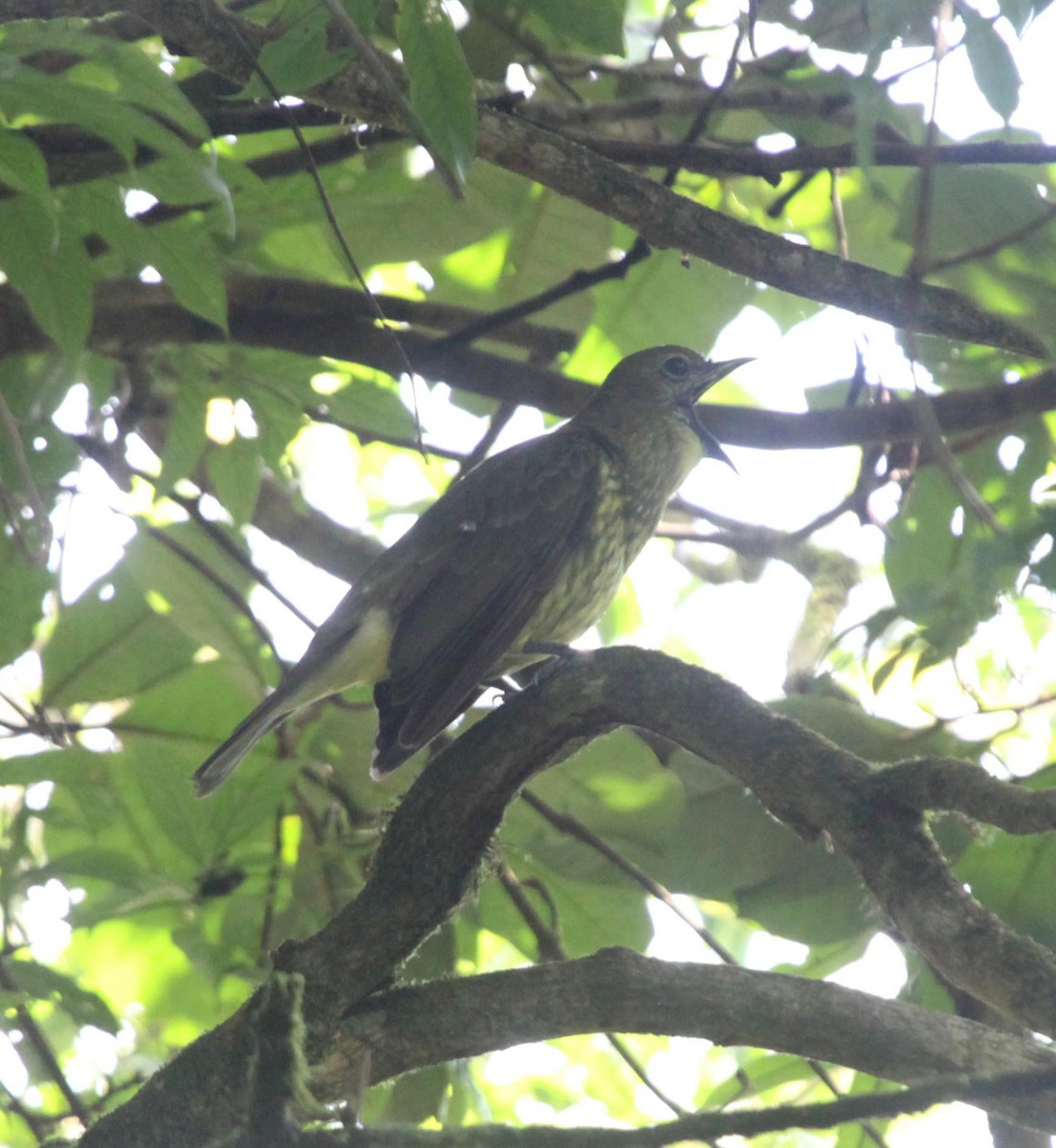 Three-wattled Bellbird - ML638992932