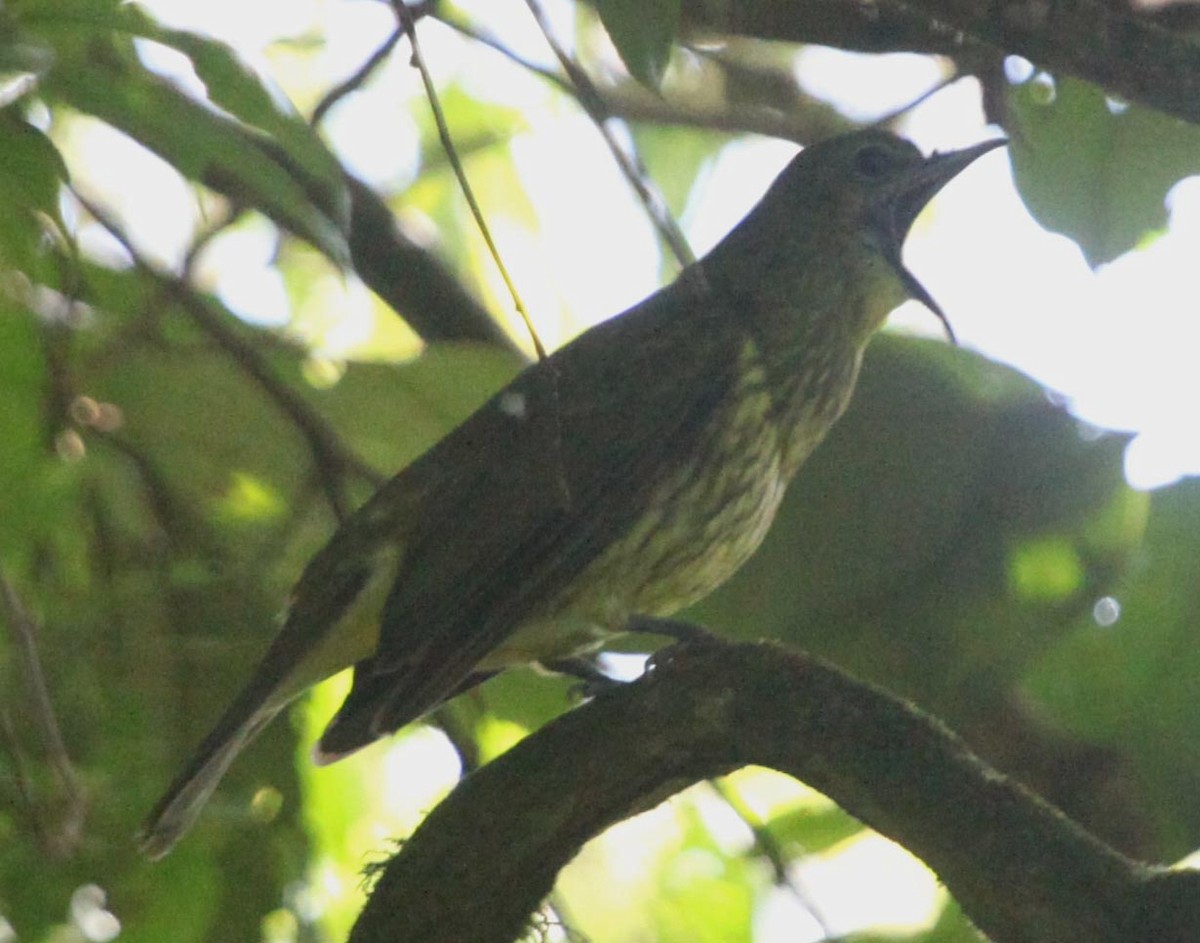 Three-wattled Bellbird - ML638992933